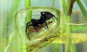 Паук-серебрянка: тайны подводного охотника