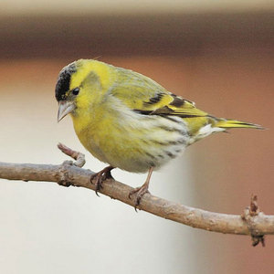 Чиж: где живёт и как выглядит птица