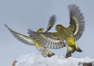 Красота природы -Птица-Чиж