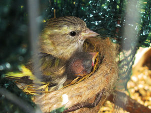 Внешний вид птицы чиж