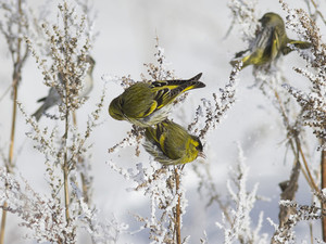 Птицы чижи Зимовка 
