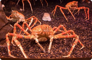 Гигантский японский краб-паук: описание и особенности