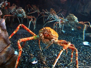 Японский краб-паук или гигантский краб 
