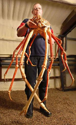  Место обитания гигантского краба