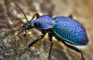 Жужелица-места обитания