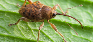 Жуки России: виды и особенности насекомых