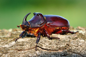 Жук-носорог-места обитания