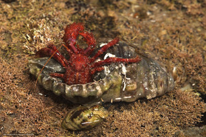 Краб-отшельник