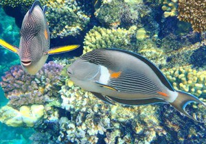 Голубой рифовый хирург: уход и содержание в аквариуме