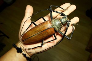 Самый большой жук в мире: Титан, Геркулес или Большезуб?