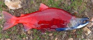 Нерка: польза, состав и особенности красной рыбы