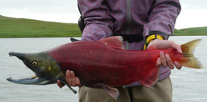 Нерка что за рыба