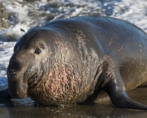 Южный и северный морской слон: ареалы, особенности, отличия