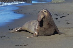 Обитание морских слонов