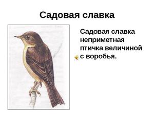 Чем питается садовая славка