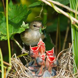 Где обитает садовая славка
