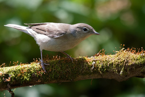 Садовая славка: голос леса и сада