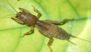 Жук медведка обыкновенная: как выглядит и чем опасен