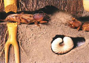 Как предотвратить появление медведки