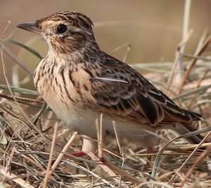Жаворонок полевой: певчая птица полей и лугов