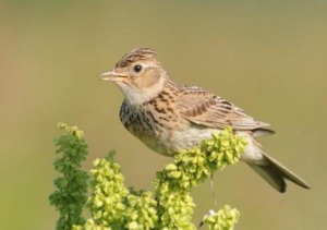 Певчая птица