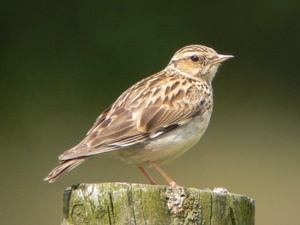 Лесной жаворонок