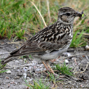 Птичка полевой жаворонок