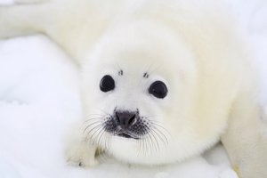 Почему детёныша тюленя называют белёк: происхождение названия