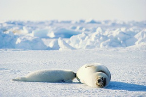 Процесс кормления белька