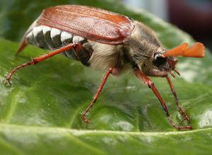 Чем питаются майские жуки: рацион взрослых и личинок