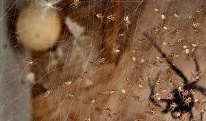 Где обитает паук черная вдова