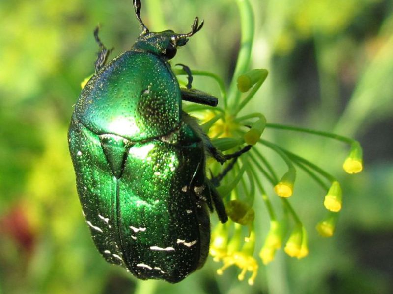 Живая и жужащая игрушка — майский жук Зеленый жук