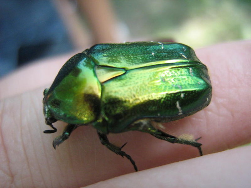 Зеленый майский жук Зеленый майский жук на пальце человека