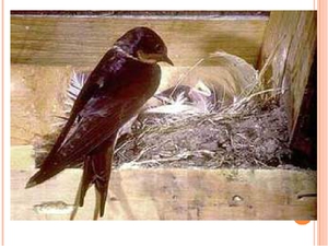 Образ жизни ласточек