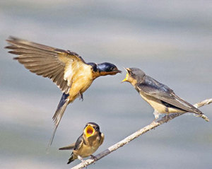 Чем питаются ласточки