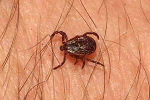 Ушной клещ у человека: симптомы и эффективное лечение