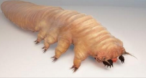 Описание демодексового клеща