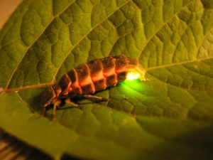 Производить свет светлячку позволяет его особое строение