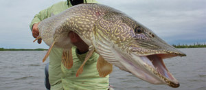 Где обитает и чем питается щука обыкновенная