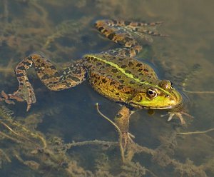 Чем питаеться щука