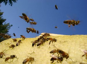 Предотвращение роения