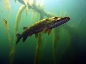 Обыкновенная щука 