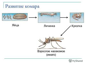 Комары: виды, развитие личинок и всё, что нужно знать