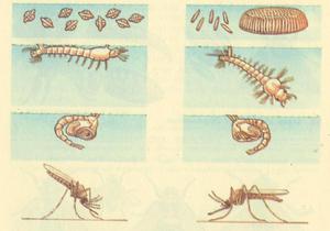 Как протекает жизнь комара