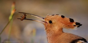 Чем питается удод