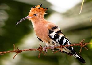 Удод: необычная птица с ярким хохолком и удивительными повадками