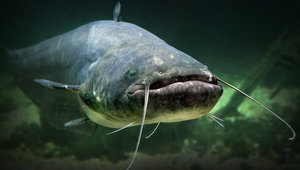 Сом обыкновенный: описание, образ жизни и среда обитания