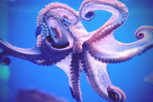 Осьминог-среда обитания