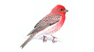 Чечевица — птица: где живёт и чем питается