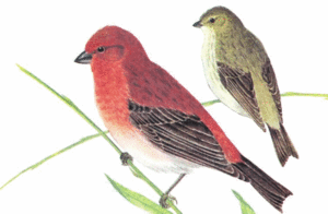  чечевицы обыкновенные, самец и самка